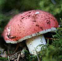 Russula vesca - cap profile