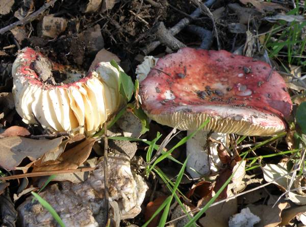 Russula vesca - The Flirt, Southern Portugal