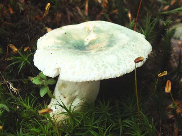 Russula virescens, Greencracked Brittlegill 