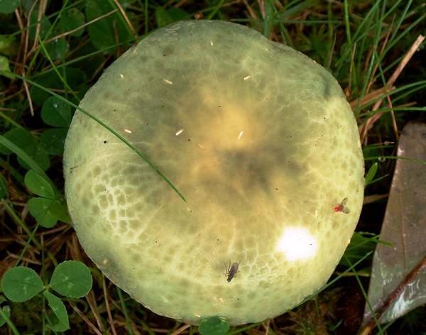 Russula virescens, Greencracked Brittlegill, North America (copyright Doug Holland)