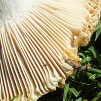 Gills of Russula virescens