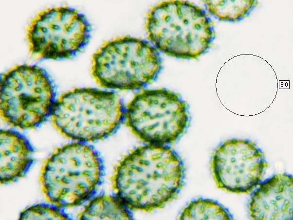 Spores of Russula xerampelina