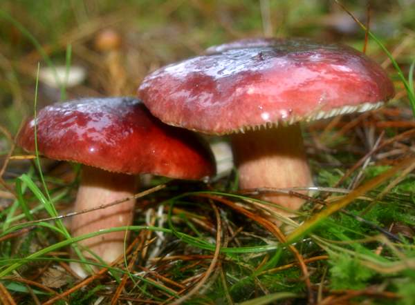Russula xerampelina - Crab Brittlegill