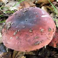 Cap of Russula xerampelina