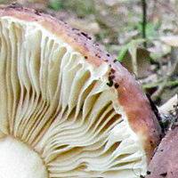 Gills of Russula xerampelina