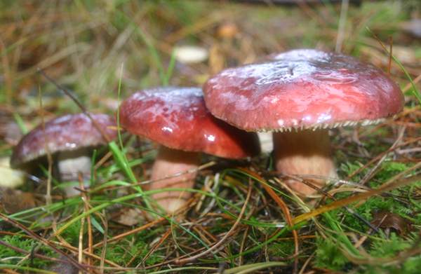 Russula xerampelina - Crab Brittlegill in pine woodland, Scotland