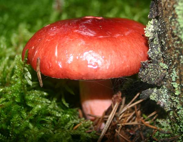 Russula xerampelina - Crab Brittlegill, conifer plantation, Wales UK