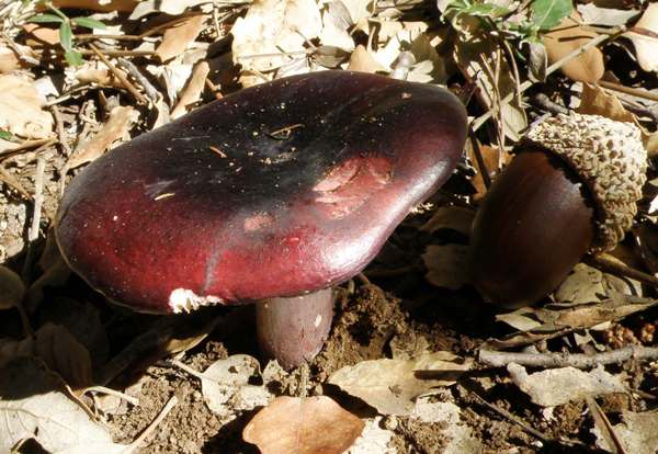 Russula xerampelina - Crab Brittlegill in pine woodland, pine and cork opak forest, Portugal