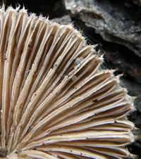 Gills of Schizophyllum commune