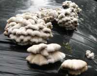 Schizophyllum commune growing on a silage bale