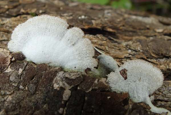 Schizophyllum commune, Split Gill, Portugal, December 2013