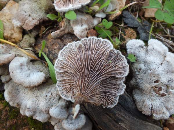 Schizophyllum commune, Split Gill, Portugal