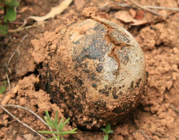 Pisolithus arrhizus, Dyeball, in the early stages of spore release