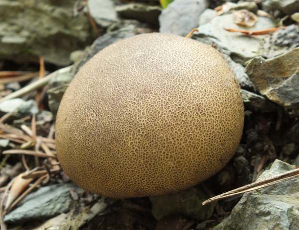 Scleroderma areolatum, Leopard Earthball