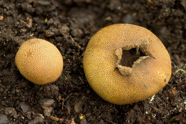 Scleroderma areolatum growing beside a birch log