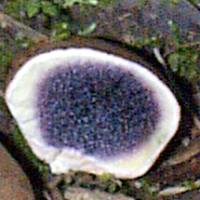 Interior of Scleroderma aerolatum