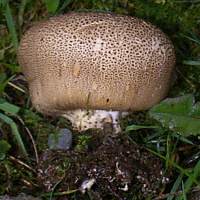 Scleroderma areolatum, Leopard Earthball, side view
