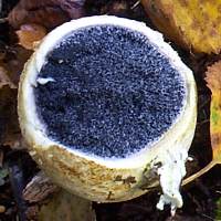 Interior of Scleroderma citrinum