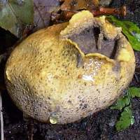 Ruptured Common Earthball