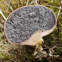 Cross-section view of Scleroderma verrucosum, Scaly Earthball