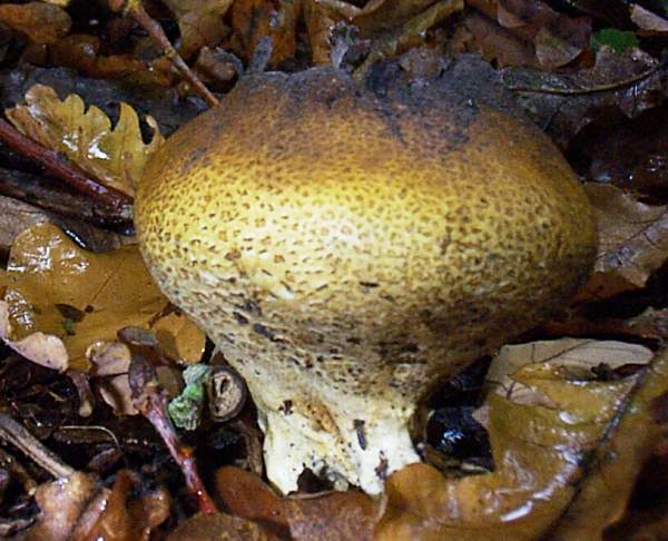 Scleroderma verrucosum mature fruitbody