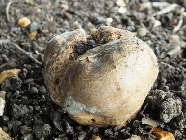 Scleroderma verrucosum mature fruitbody