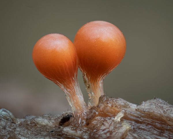 Hemitrichia decipiens slime mould