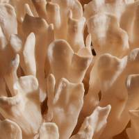 Closeup of fronds of Sparassis spathulata