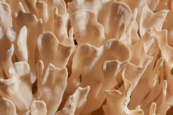 Fronds of spathulata crispa