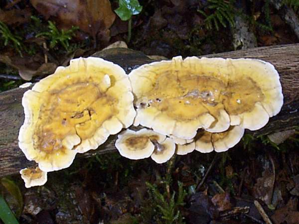 Stereum rameale, Wales UK
