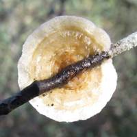 Upper surface of Stereum rameale