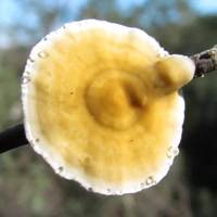 Fertile lower surface of Stereum rameale
