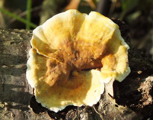 Stereum rameale, Cambriidgeshire, UK