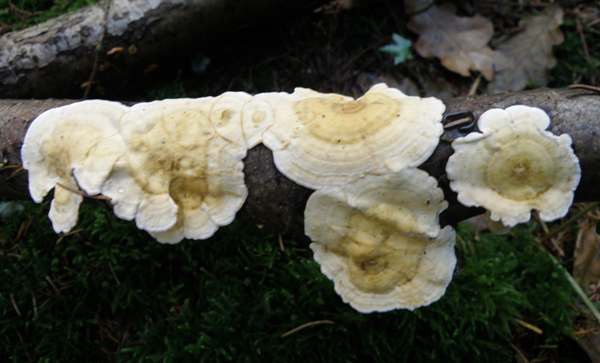 Stereum rameale, Pembrokeshire, Wales UK