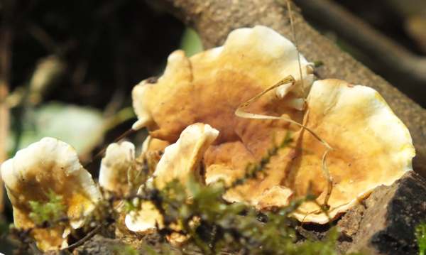 Stereum rameale, Cambridgeshire UK