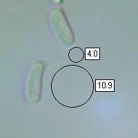 Spores of Stereum rugosum