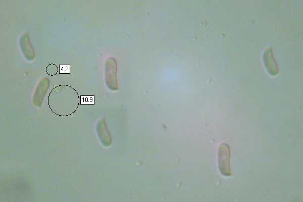 Spores of Stereum rugosum
