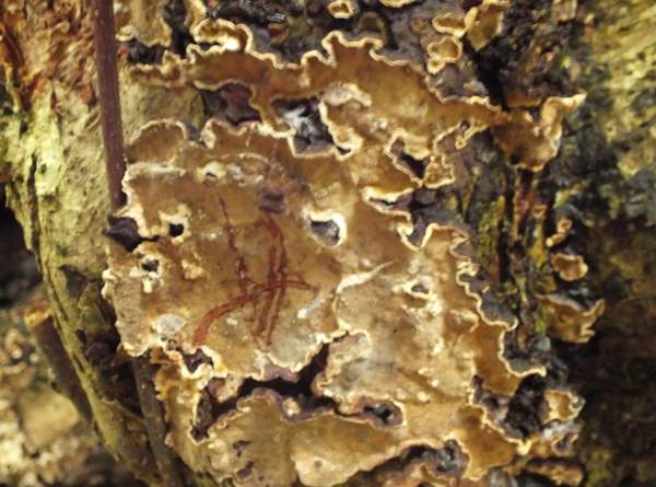 Stereum rugosum  - Bleeding Broadleaf Crust