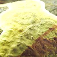 Fertile surface of Stereum rugosum