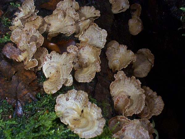 Stereum subtomentosum, Yellowing Curtain Crust, Wales