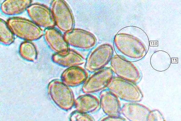 Spores