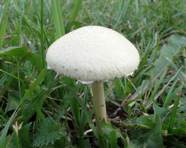 Agrocybe molesta, Slovenia