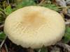 Agrocybe molesta, Bearded Fieldcap
