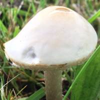 Cap of Agrocybe molesta