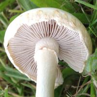 Gills of Agrocybe molesta