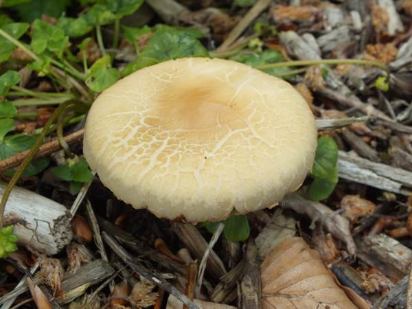 Agrocybe molesta, Bearded Fieldcap, Wales