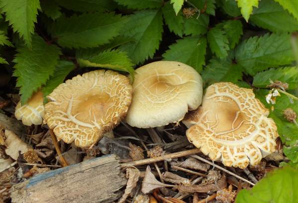 Agrocybe molesta, Bearded Fieldcap, South Wales UK
