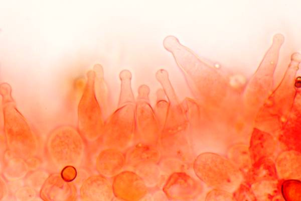 Spores