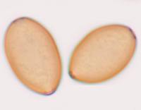 Spores of Agrocybe pediades