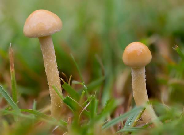Agrocybe erebia - Dark Fieldcap